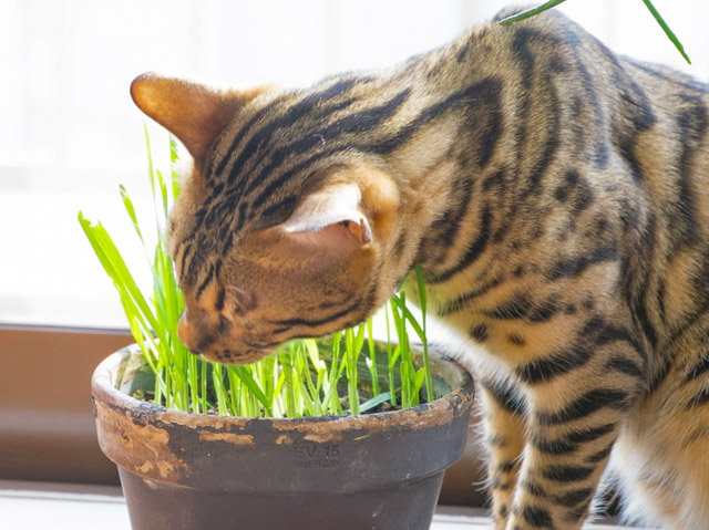 猫はなぜ猫草を食べる そのメリットと与える際の注意点について詳しく解説 Dialog