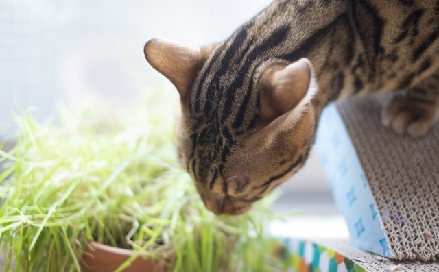 猫はなぜ猫草を食べる そのメリットと与える際の注意点について詳しく解説 Dialog