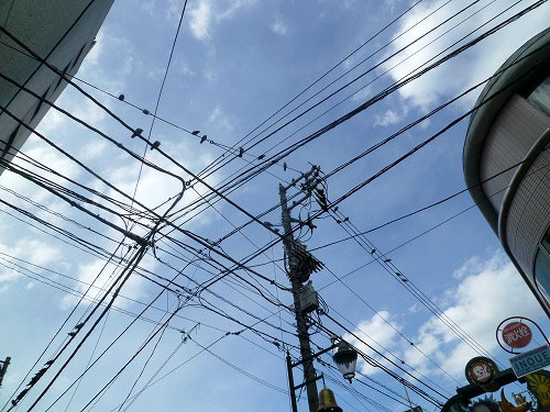電線の上の鳩